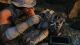 tom-clancy-s-ghost-recon-breakpoint-pc-uplay-akcni-hra-na-pc